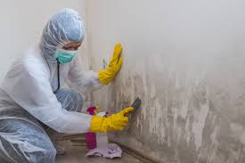 Mold Documentation for Insurance Claims in Ava, MO